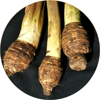 Taro
